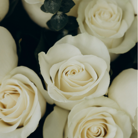 Dreamy White Dozen