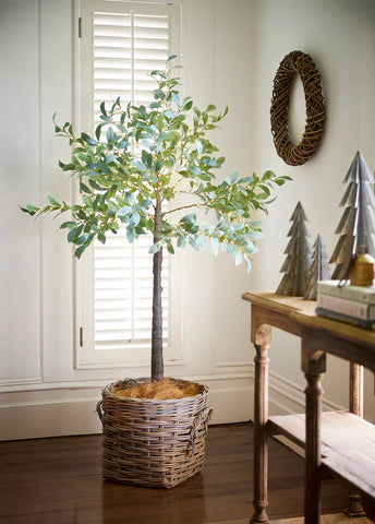 Light up Olive Tree Dark Leaf ~ Medium