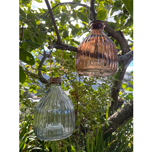 Wasp Trap Assorted
