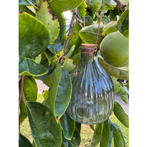 Wasp Trap Assorted